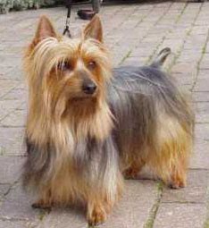 Terrier Australiano